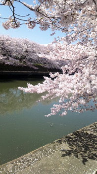 あやせ川にかかる桜